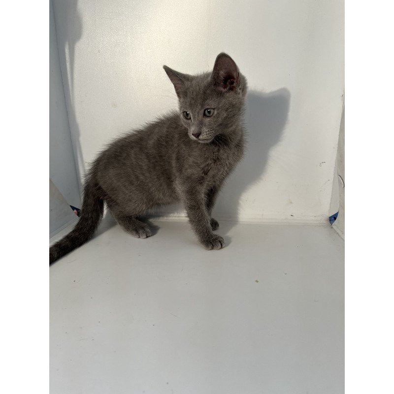 Russian Blue NOV Mars
