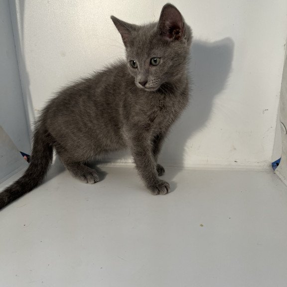 Russian Blue NOV Mars