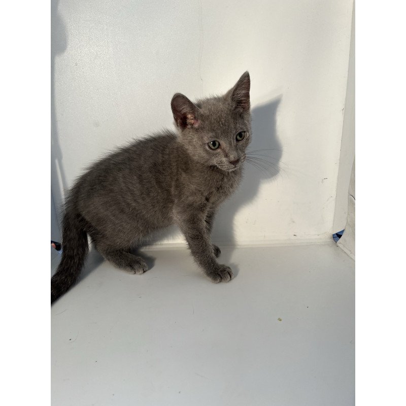 Russian Blue NOV Mars