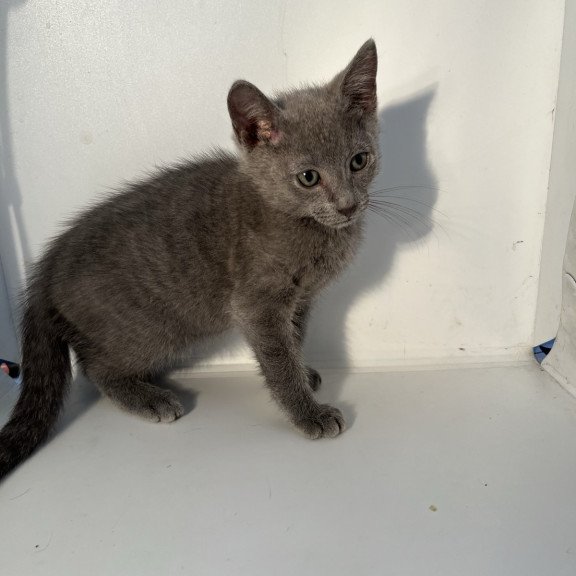 Russian Blue NOV Mars