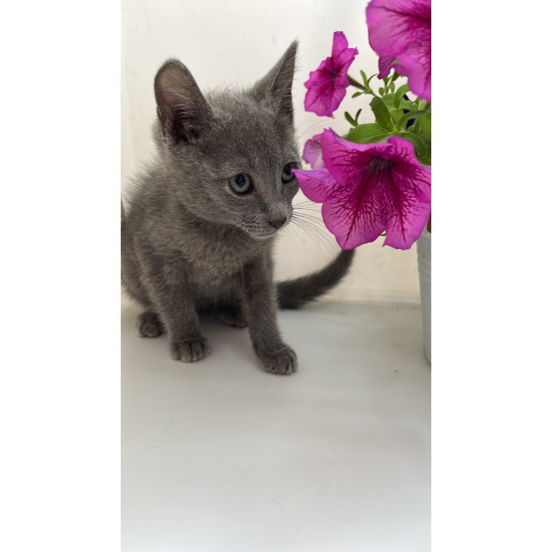 Russian Blue NOV Mars