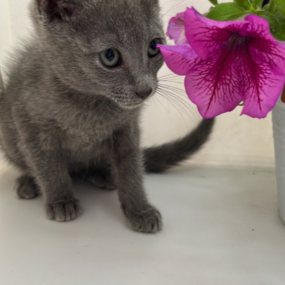 Russian Blue NOV Mars
