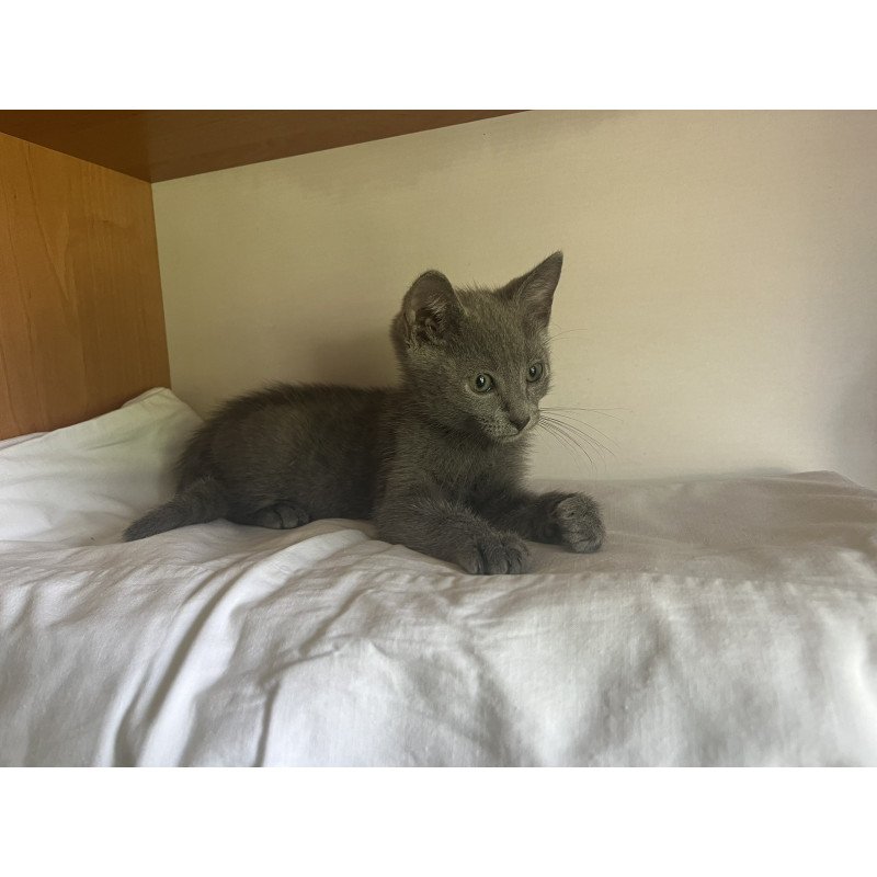 Russian Blue NOV Mars