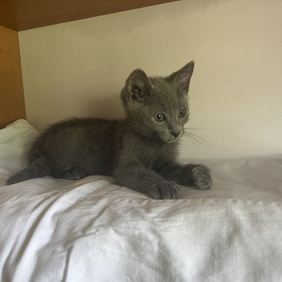 Russian Blue NOV Mars