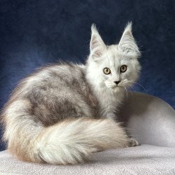 Maine Coon NOV Effect