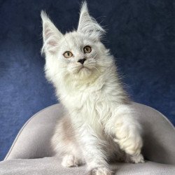 Maine Coon NOV Effect