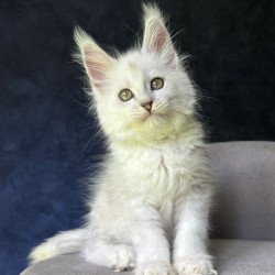 Maine Coon NOV Ketrin