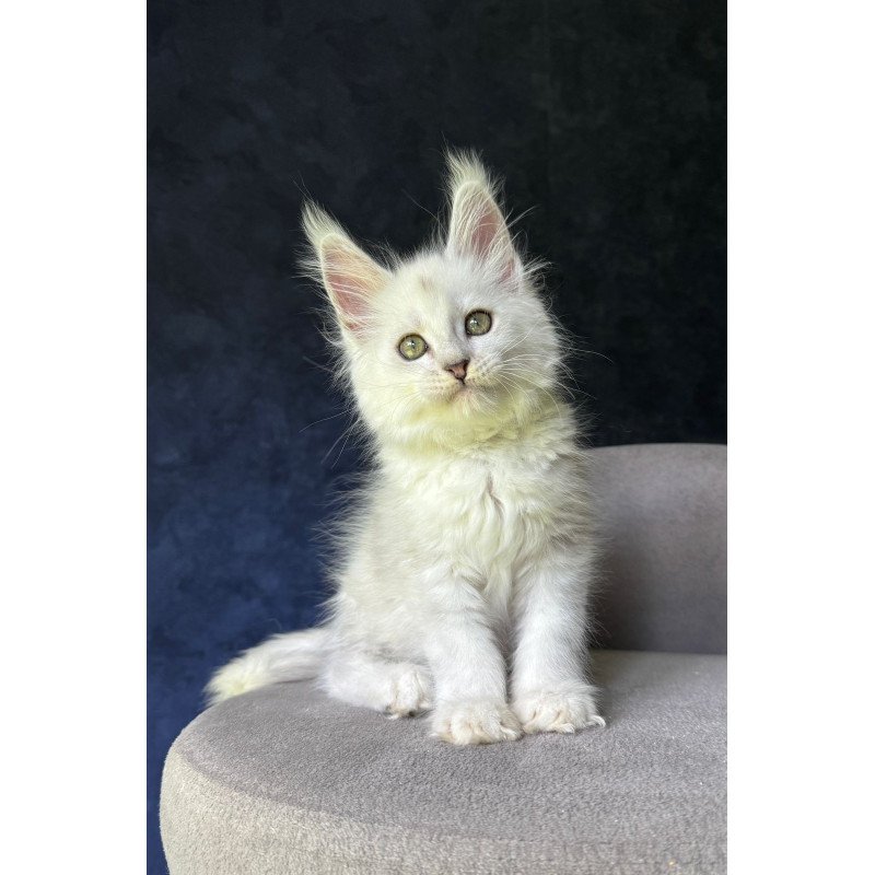 Maine Coon NOV Ketrin