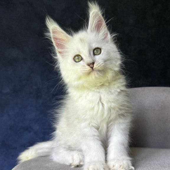 Maine Coon NOV Ketrin