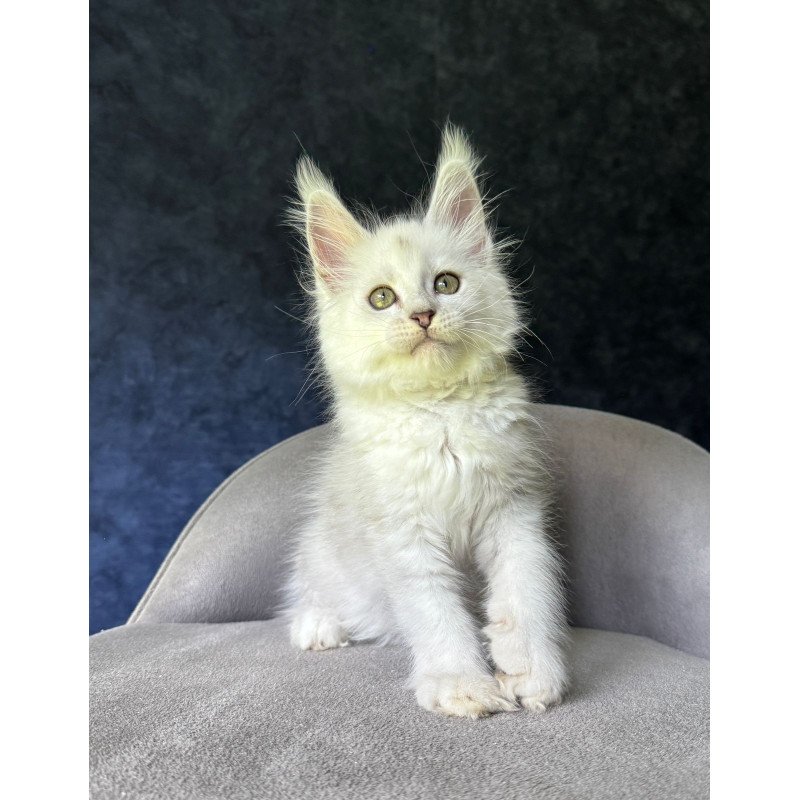 Maine Coon NOV Ketrin