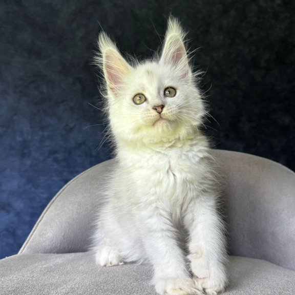 Maine Coon NOV Ketrin