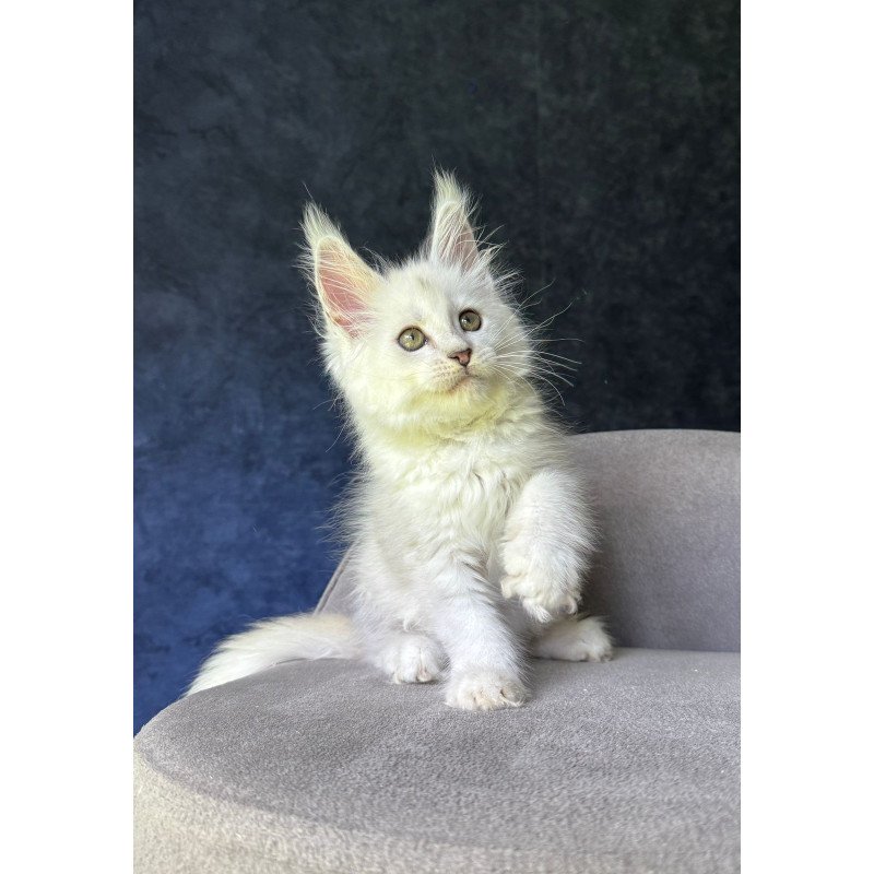 Maine Coon NOV Ketrin