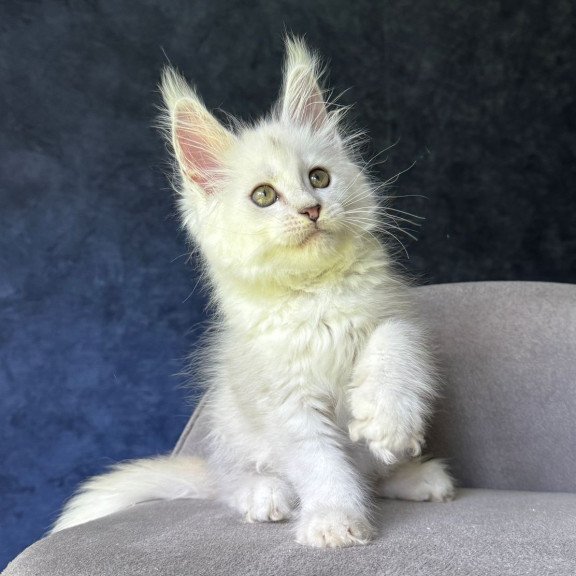 Maine Coon NOV Ketrin