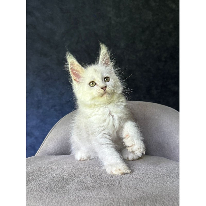 Maine Coon NOV Ketrin