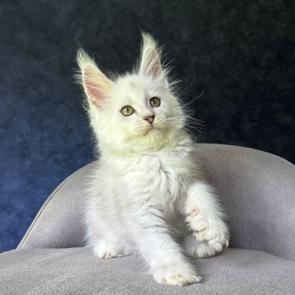 Maine Coon NOV Ketrin