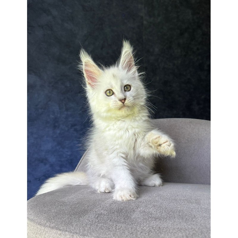 Maine Coon NOV Ketrin
