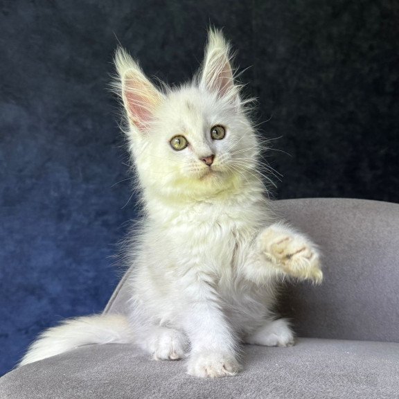 Maine Coon NOV Ketrin