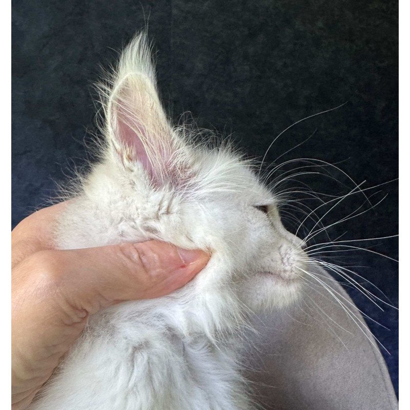 Maine Coon NOV Ketrin