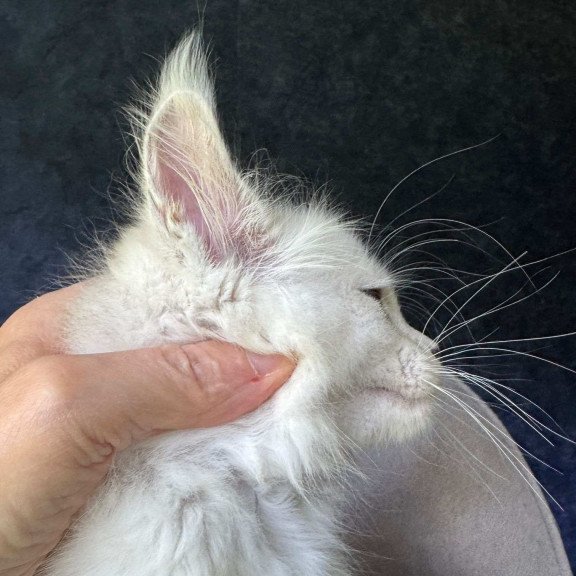 Maine Coon NOV Ketrin