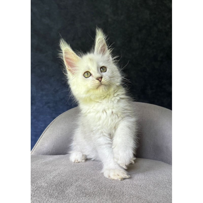 Maine Coon NOV Ketrin