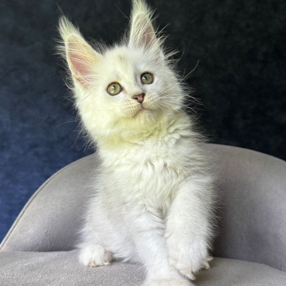 Maine Coon NOV Ketrin