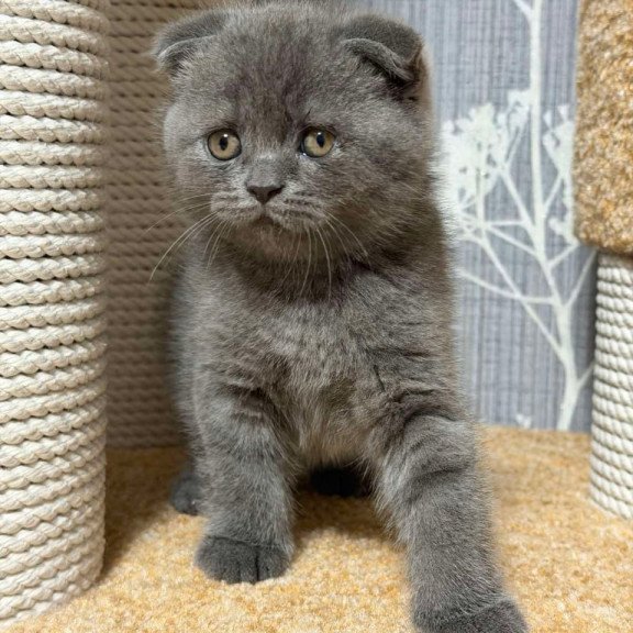 Scottish Baloo