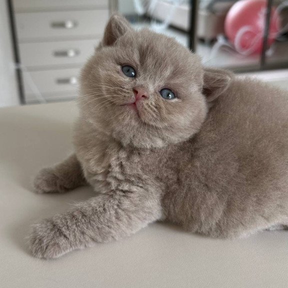 British Jasmine