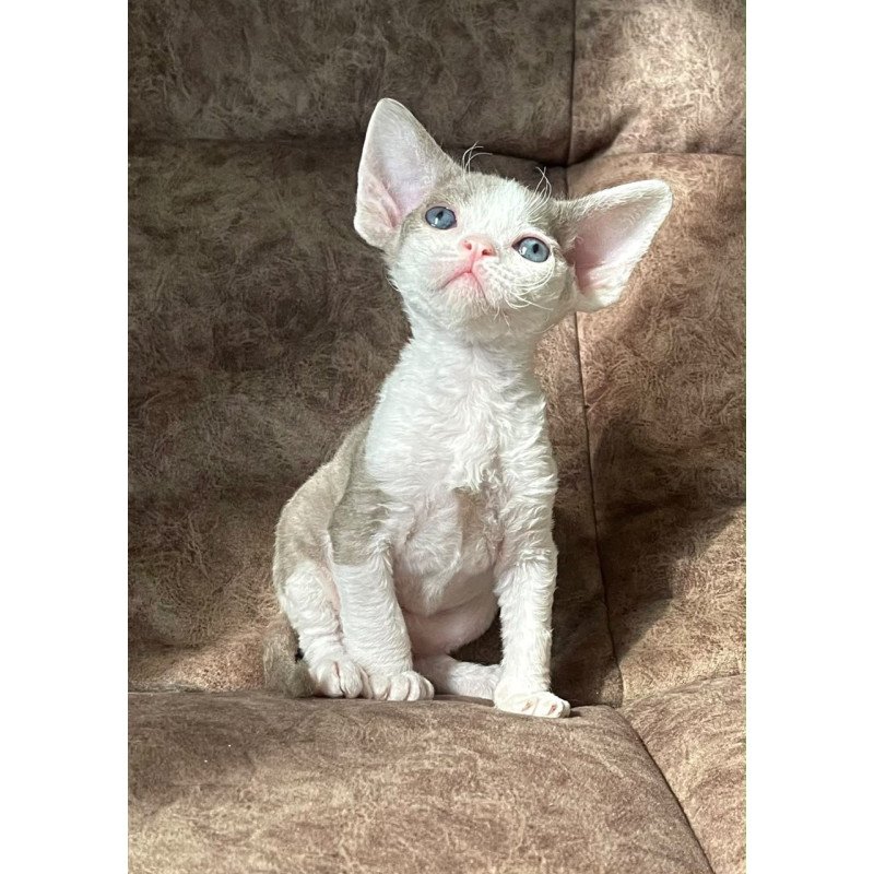 Devon Rex Vania