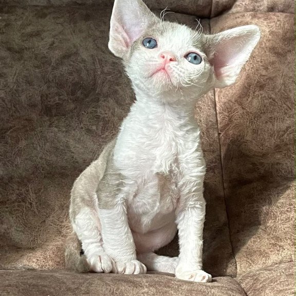 Devon Rex Vania