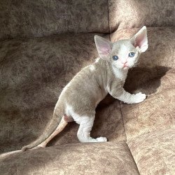 Devon Rex Vania