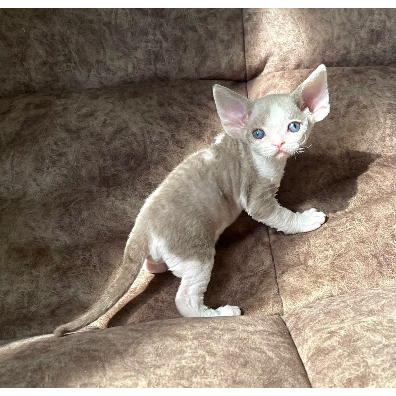 Devon Rex Vania