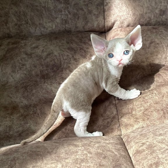 Devon Rex Vania