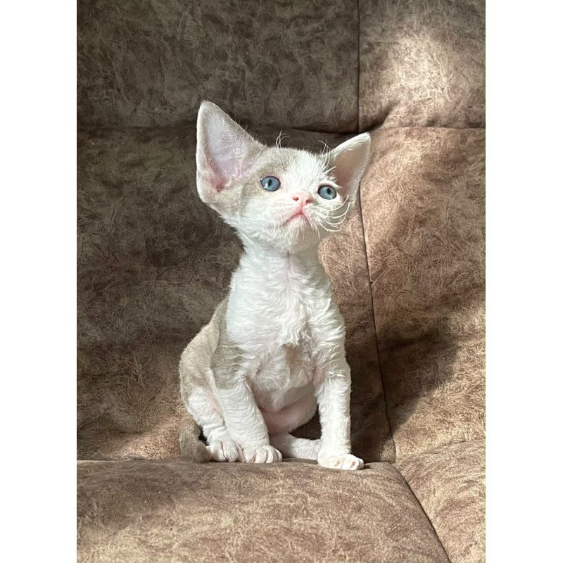 Devon Rex Vania