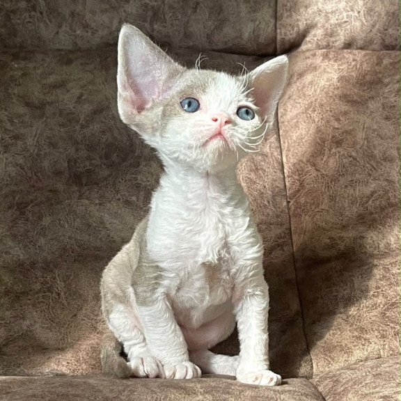 Devon Rex Vania