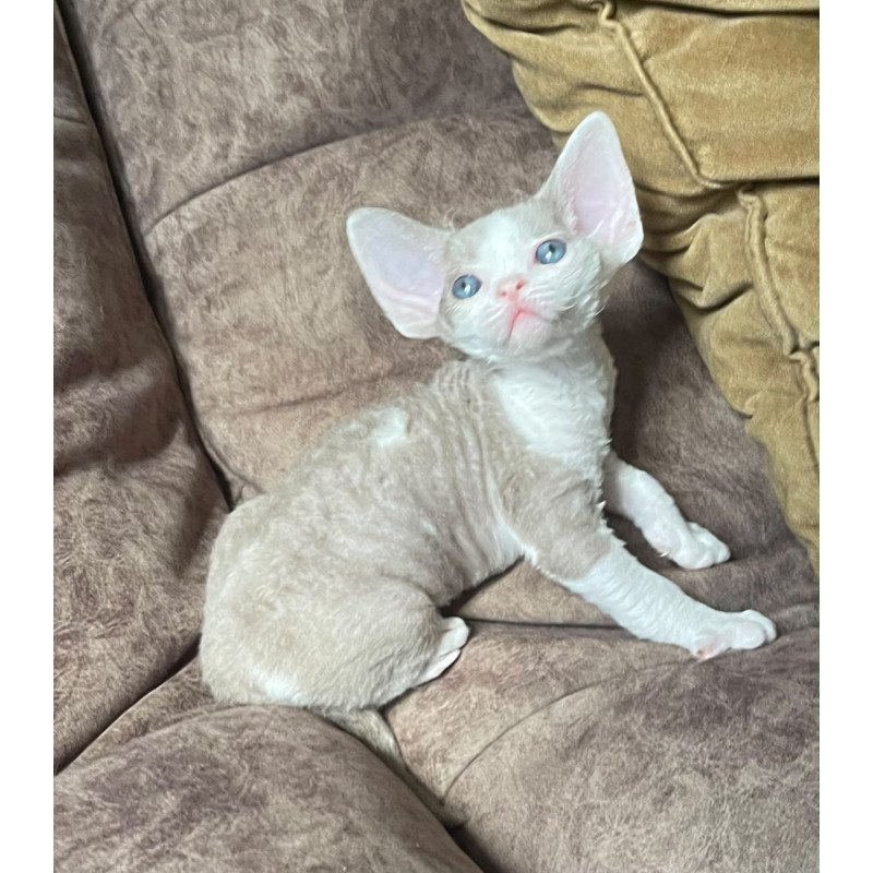 Devon Rex Vania