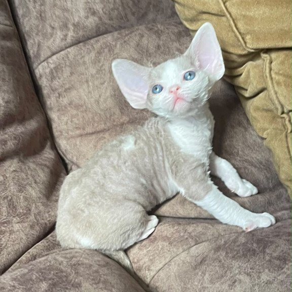 Devon Rex Vania