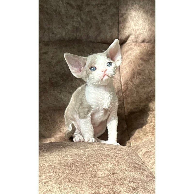 Devon Rex Vania