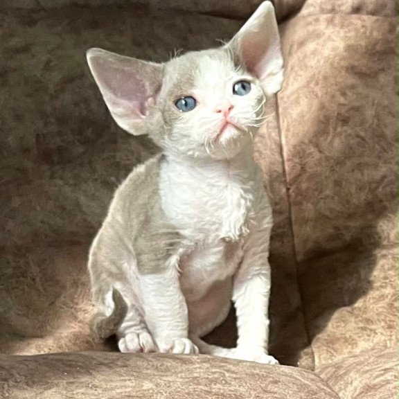 Devon Rex Vania