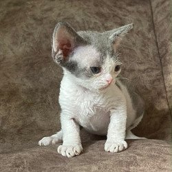 Devon Rex Vasilisa