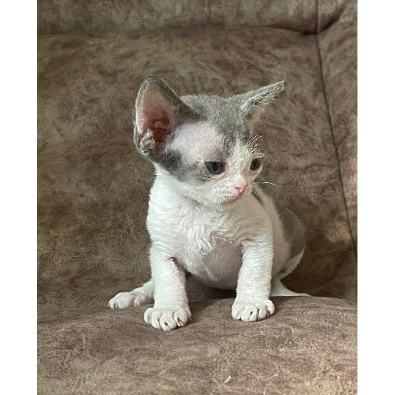 Devon Rex Vasilisa