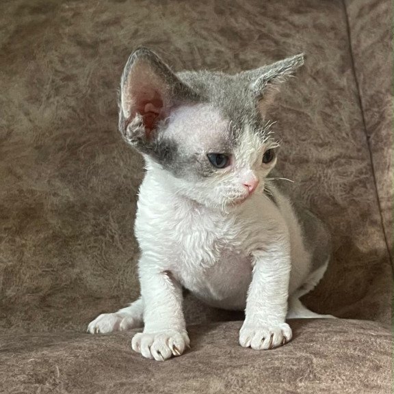 Devon Rex Vasilisa