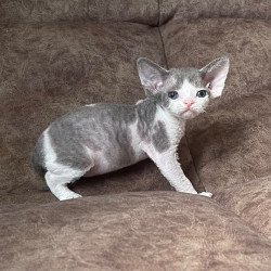 Devon Rex Vasilisa