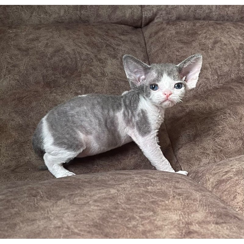 Devon Rex Vasilisa