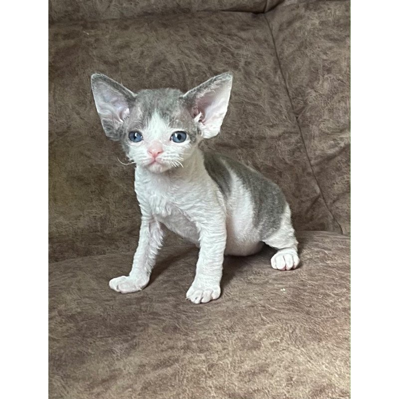 Devon Rex Vasilisa