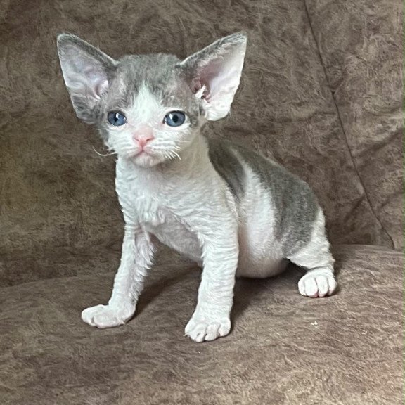 Devon Rex Vasilisa