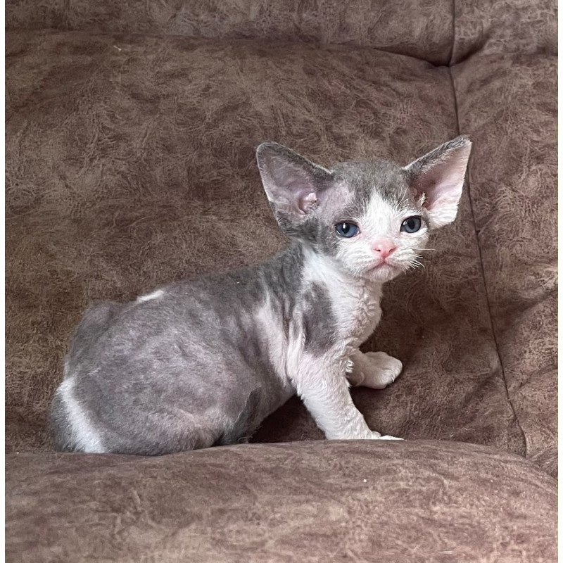 Devon Rex Vasilisa