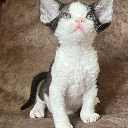 Devon Rex Vlada