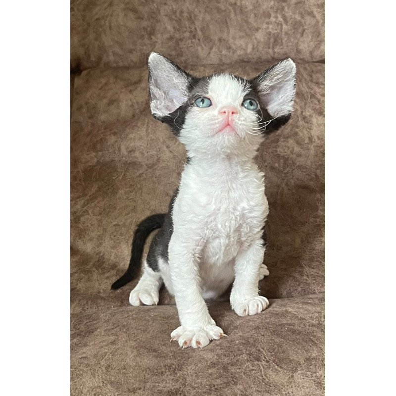 Devon Rex Vlada