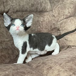 Devon Rex Vlada
