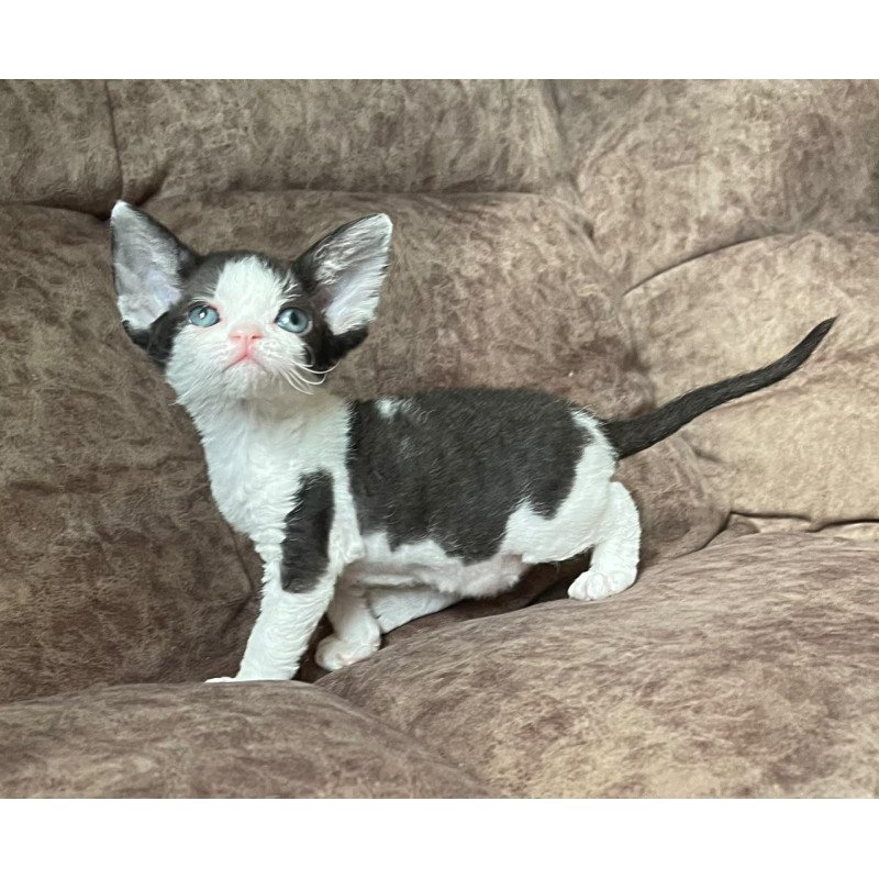 Devon Rex Vlada